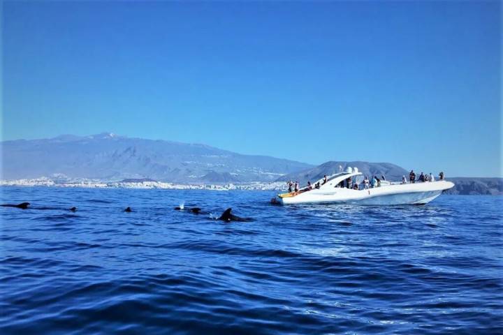 Opera 60 boat Rental in Tenerife for Groups - 289  