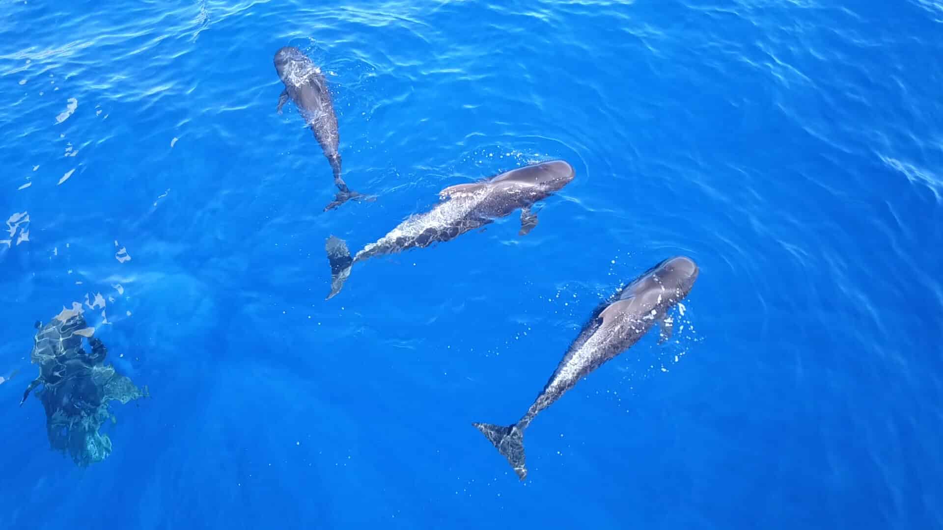Whale and dolphin watching catamaran tour in Tenerife