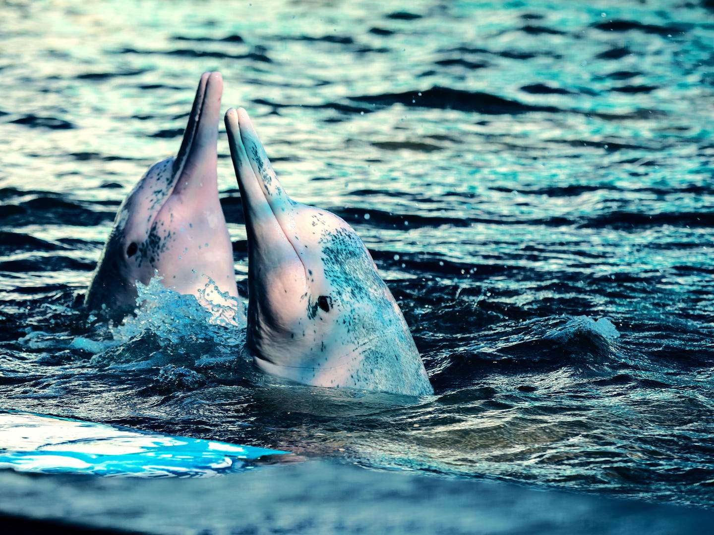 Full HD - Atlantic Spotted Dolphin