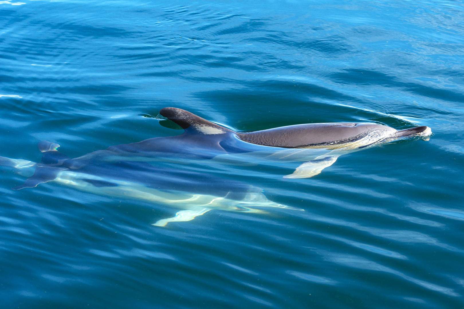 Full HD - Kurzschnauzen-Delfin (delphinus delphis) in Málaga, Spanien (3)