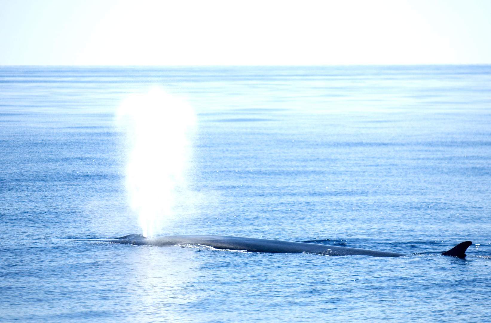 Full HD - Sperm Whale