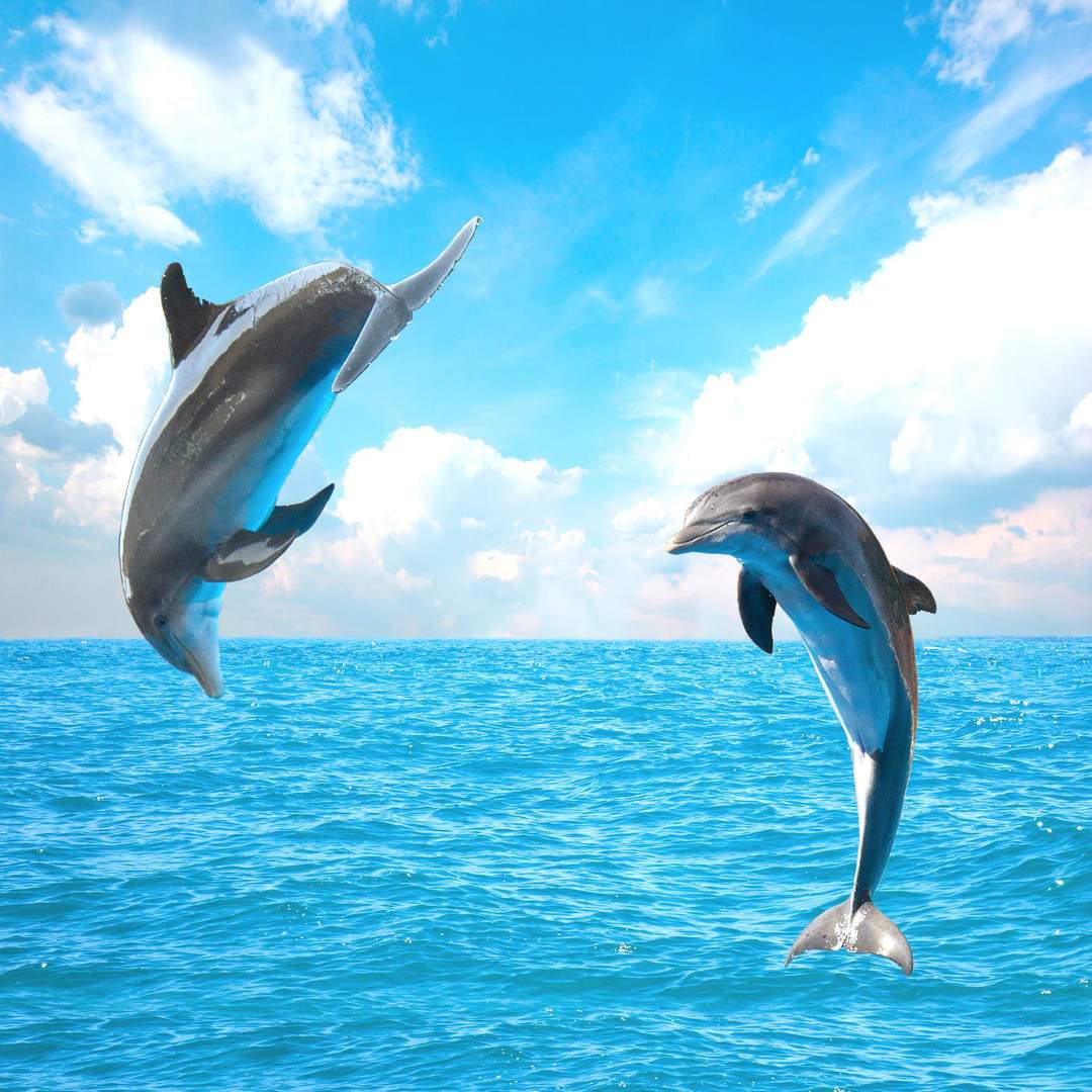 Dolphins jumping in the ocean near Tenerife