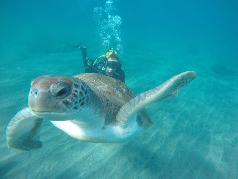 diving in tenerife south