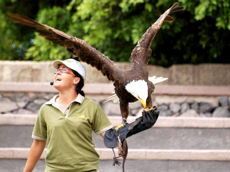 Outdoor attractions in Tenerife: Jungle Park and bird of prey show