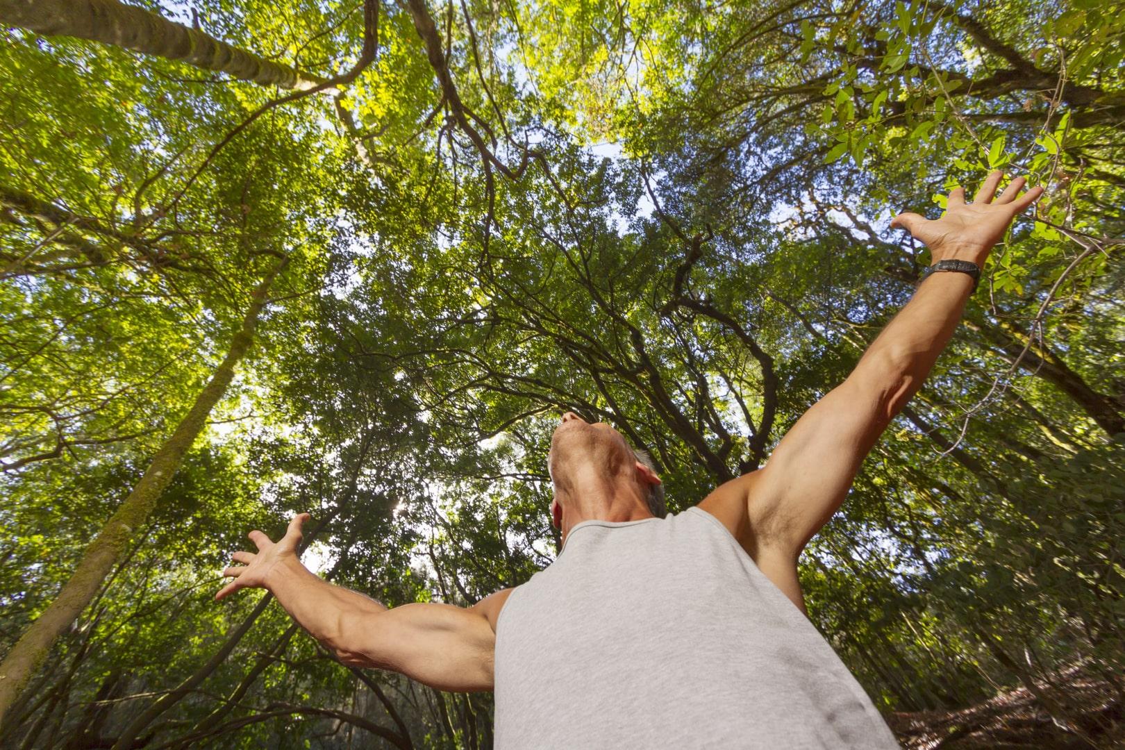 Garajonay National Park forest on La Gomera, Canary Islands