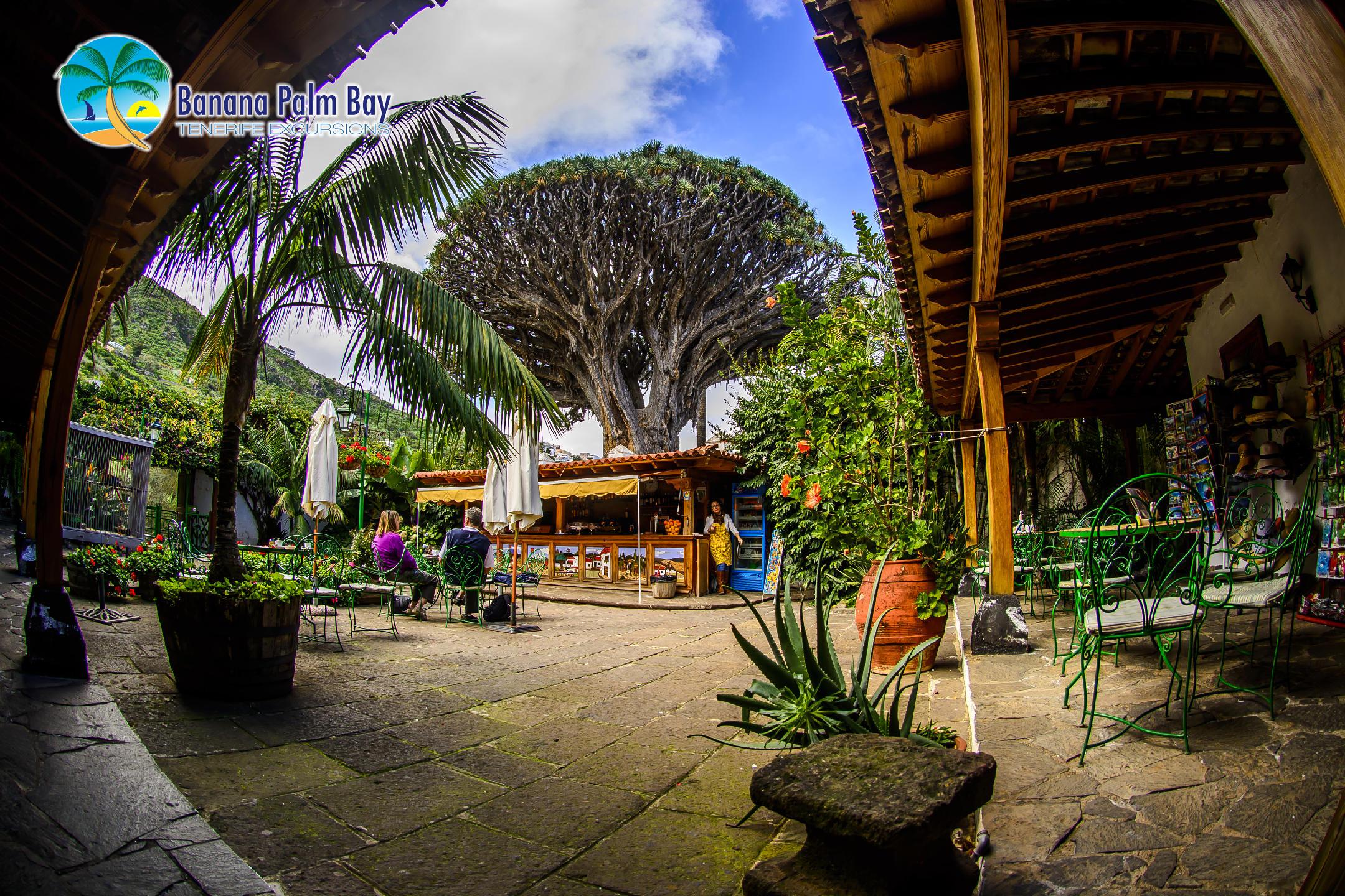 icod de los vinos dragon tree private tour