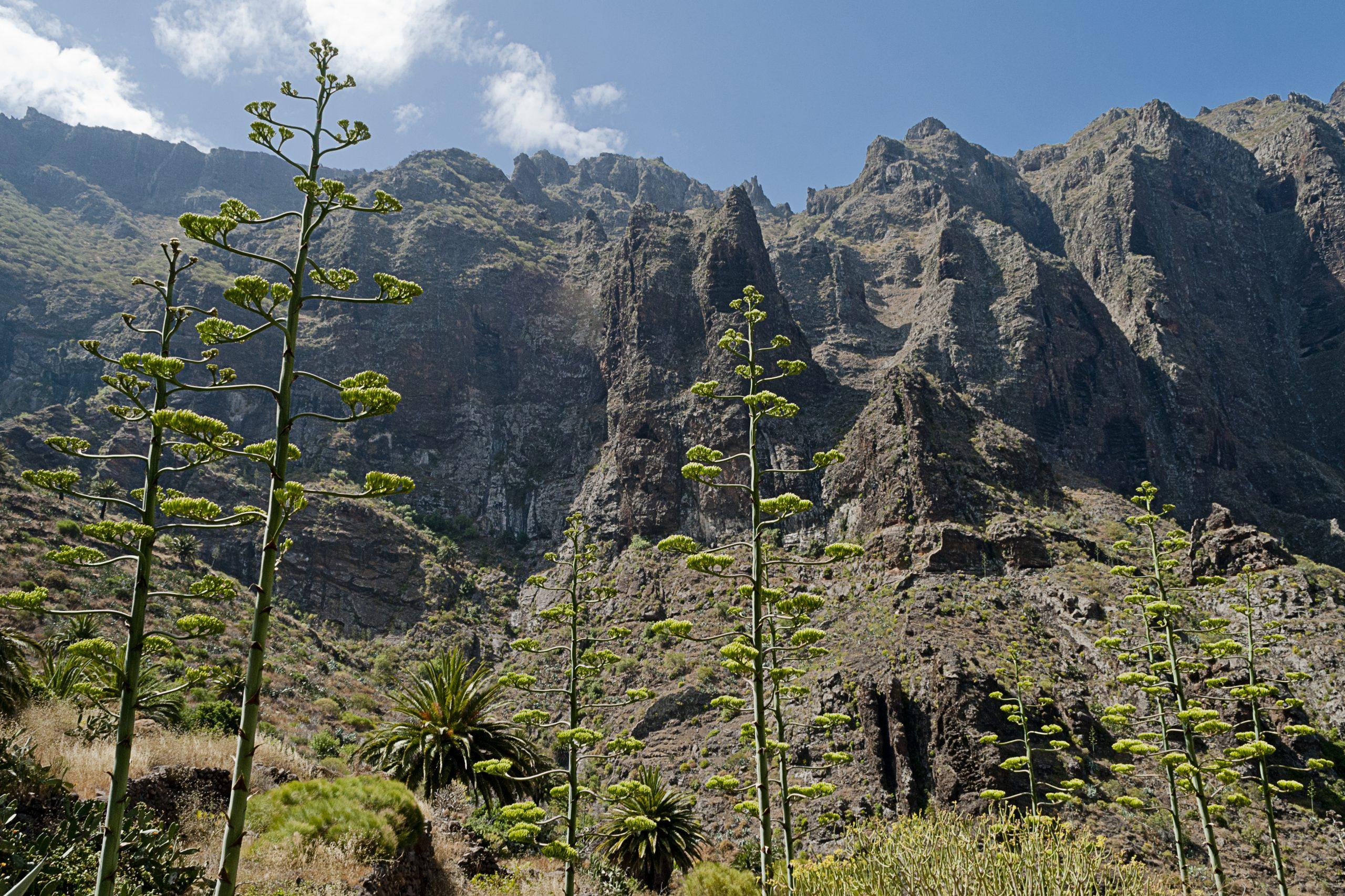 Tenerife Trekking Masca Canyon