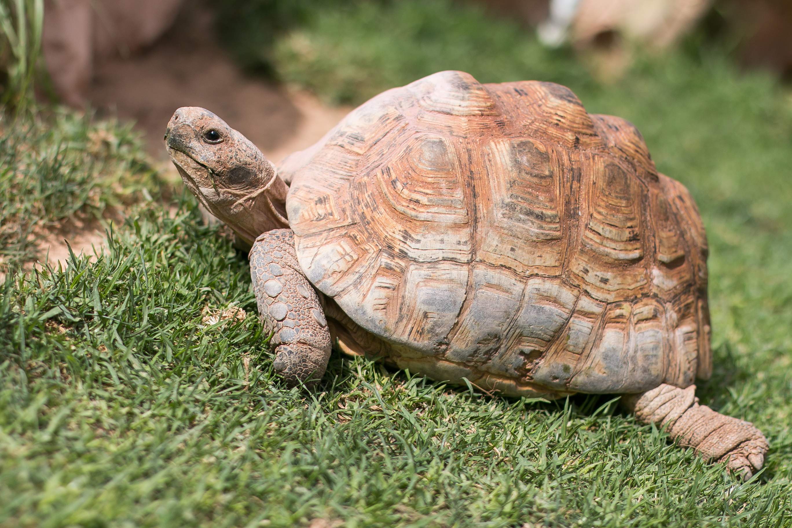 Rancho Texas Lanzarote Park - Lanzarote - Puerto del Carmen