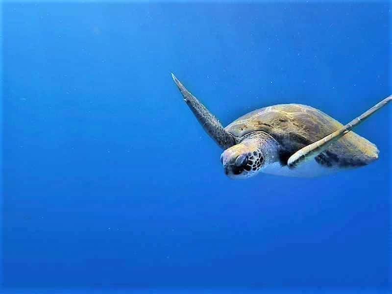 Safari with Kayak in Tenerife South (1)