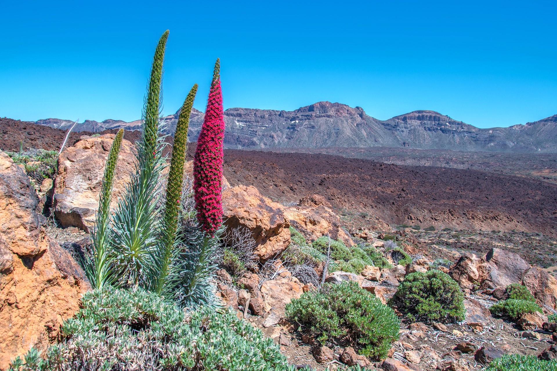 Die Geschichte von Teneriffa: Von den alten Ursprüngen bis zum modernen Inselleben