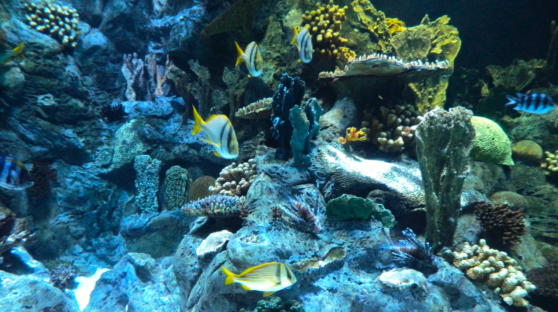 Aquario Loro Parque .min-min