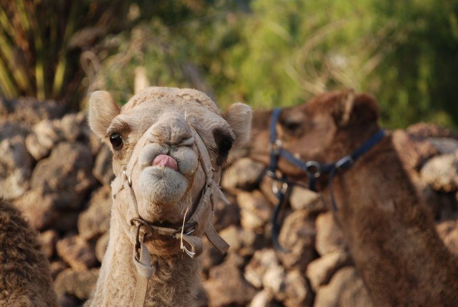 Camel Park Tenerife: camel ride and farm animals in the south