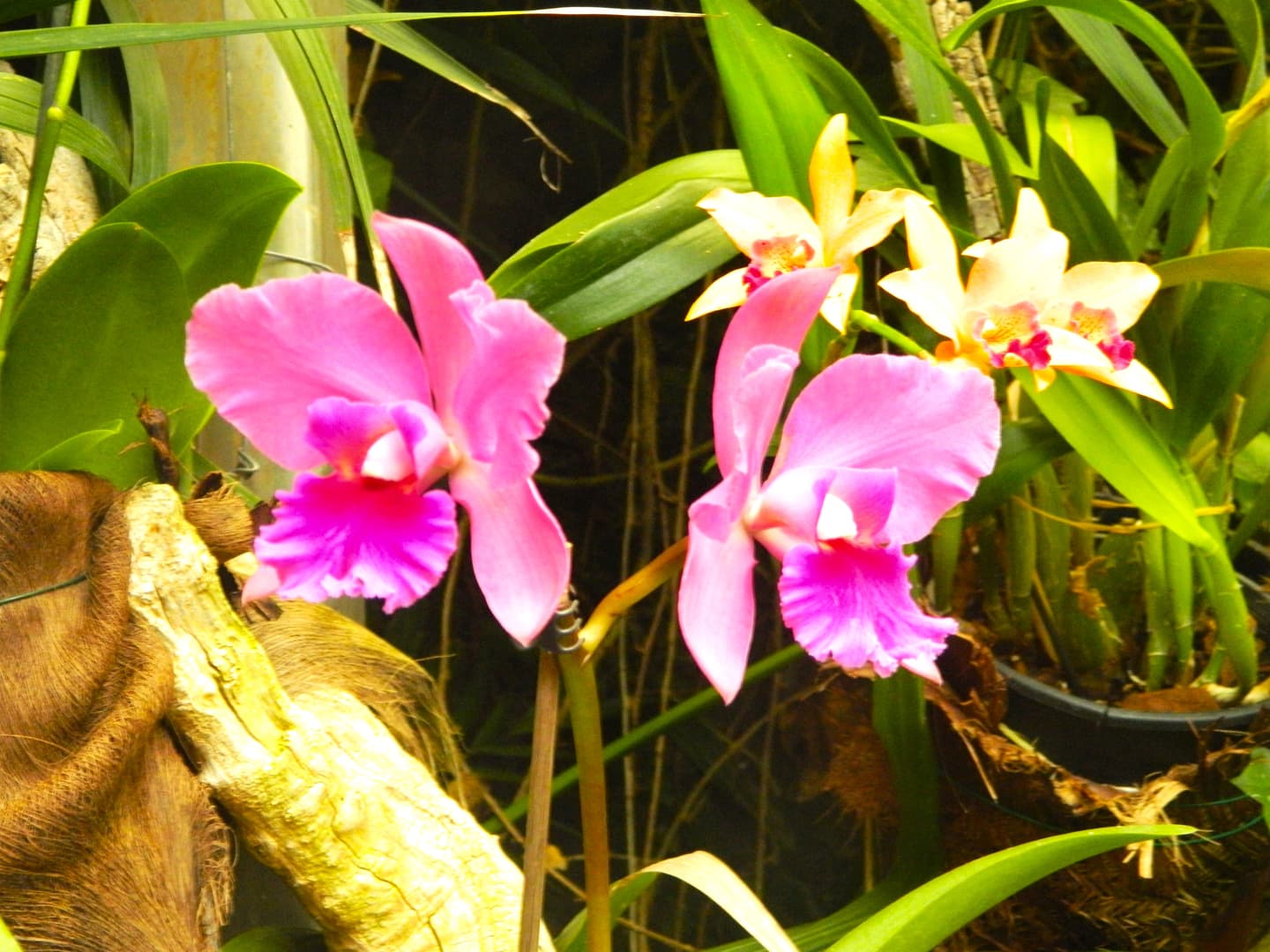 loro parque-orquidea .min-min