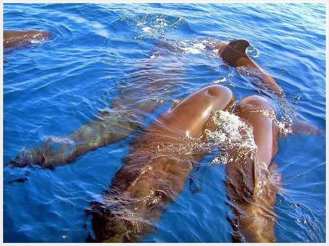 Bootsausflug von Los Gigantes zur Masca Bay Teneriffa