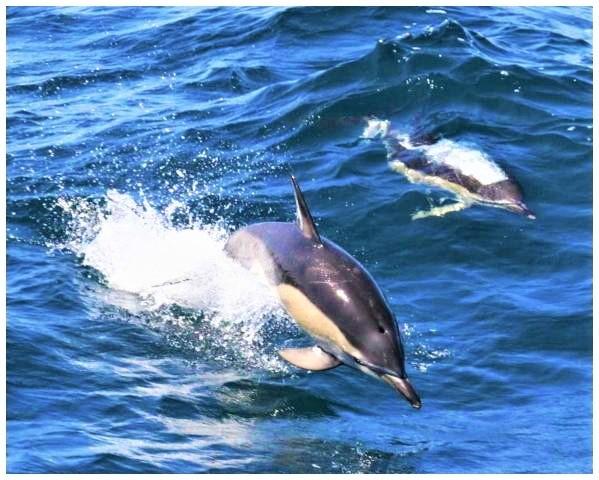 Bootsfahrt in der Nähe der Masca Bay mit Delfinen und Walen