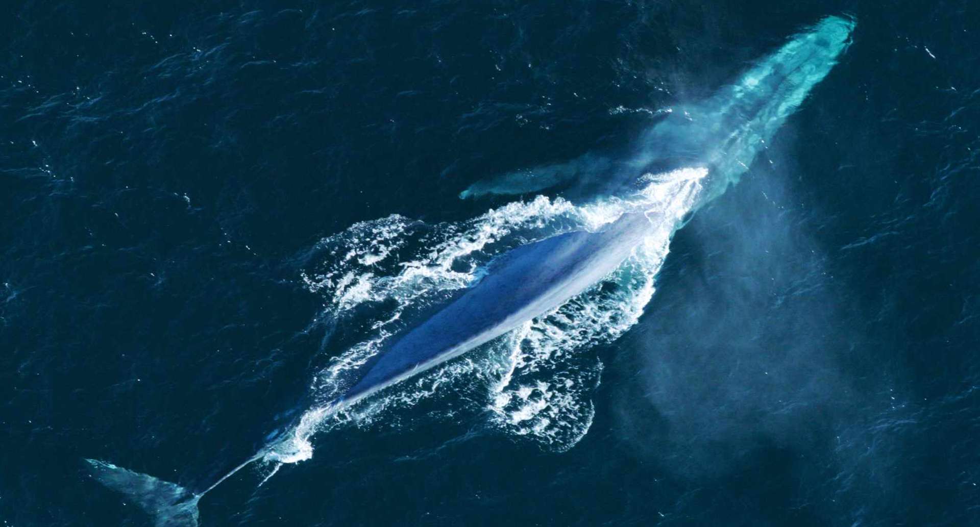 skyline cruiser tenerife , fairline 42 motorboot miete2